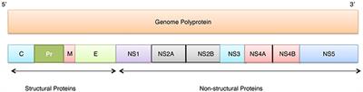 Intrinsically Disordered Side of the Zika Virus Proteome